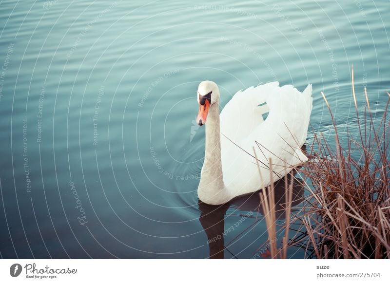 my dear swan Environment Nature Animal Water Grass Lakeside Wild animal Bird Swan 1 Observe Swimming & Bathing Esthetic Beautiful Blue White Moody Feather