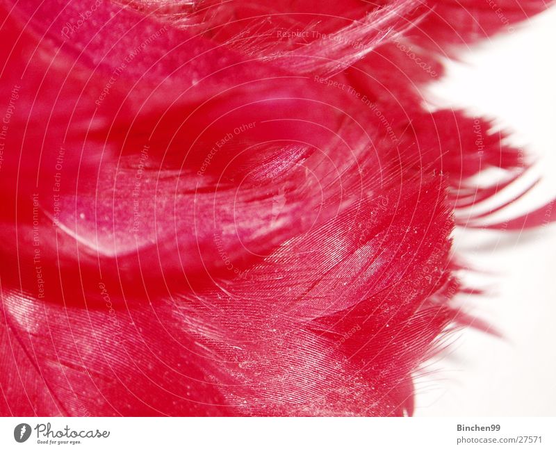 feather red Red White Background picture Macro (Extreme close-up) Close-up Feather