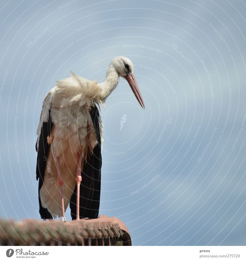 storks Environment Nature Animal Beautiful weather Wild animal Bird 1 Blue White Stork Roof Sky Stork village Linum Colour photo Exterior shot Deserted