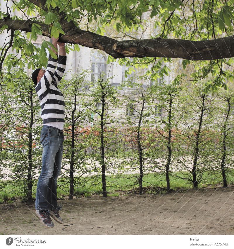 Man in jeans and striped sweater hanging by his arms from a thick branch Leisure and hobbies Human being Adults Life 1 45 - 60 years Nature Plant Tree Bushes