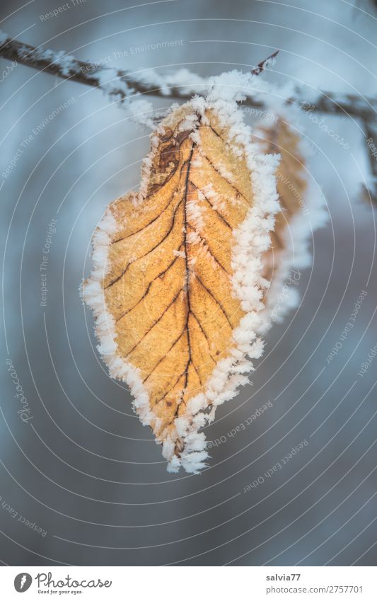 framed Nature Plant Water Autumn Winter Ice Frost Leaf Beech leaf Twigs and branches Rachis Hoar frost Cold Symmetry Change Frozen Motionless Pattern