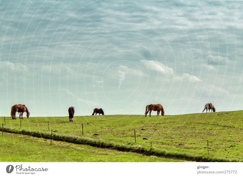Hiddensee horses on the horizon, one might be Drama. Sky Clouds Meadow Animal Pet Farm animal Horse Group of animals Herd To feed Together Green Pasture