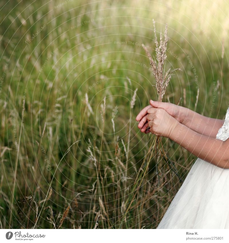 On the meadow Child Girl 1 Human being 3 - 8 years Infancy Environment Nature Plant Summer Grass Meadow Dress Green White Pick Hand Arm Colour photo