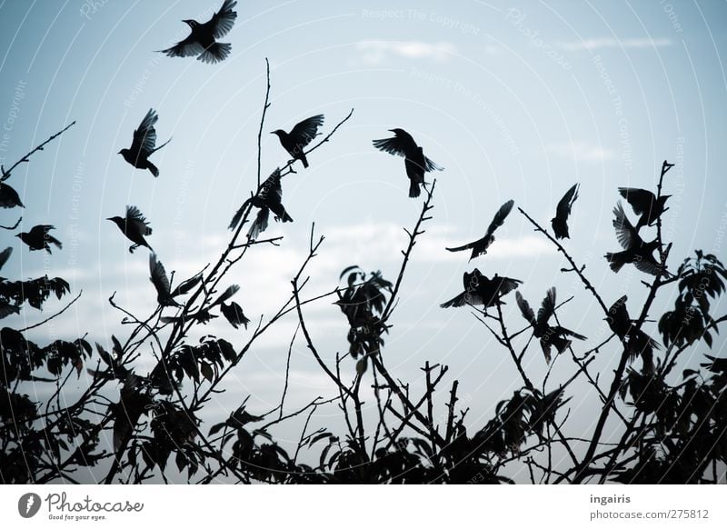 Startled Environment Nature Animal Air Sky Clouds Horizon Summer Autumn Plant Tree Wild animal Bird Wing Starling Flock of birds Sign Movement Flying Natural