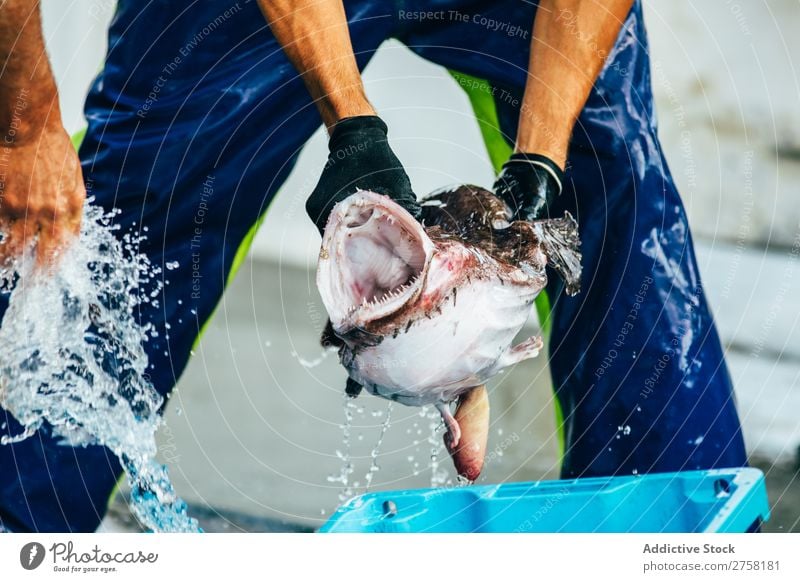 Man holding a monkfish Fish Animal Blue Box Diet Food Fresh Healthy Horizontal Ice Industry marine Markets Mediterranean Nature Nutrition Ocean palamos