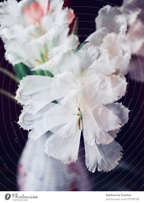 Double exposure white flowers tulips bouquet of flowers Art Work of art Plant Spring Summer Autumn Winter Flower Tulip Leaf Blossom Bouquet Blossoming