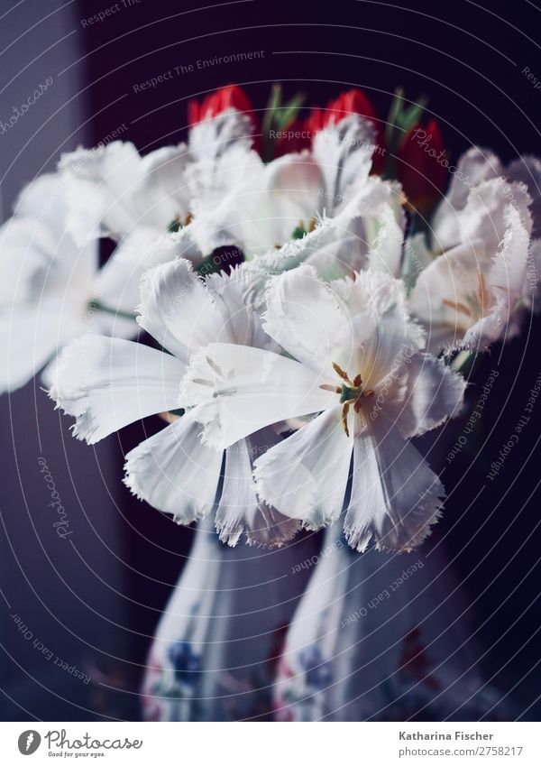 Double exposure white tulips red tulips bouquet of tulips with vase Plant Spring Summer Autumn Winter Flower Tulip Leaf Blossom Bouquet Blossoming Illuminate