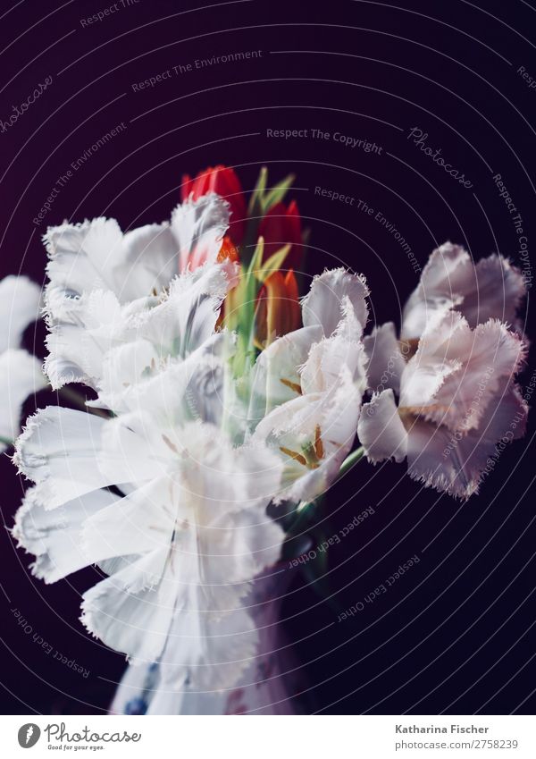 Double exposure white flowers tulips bouquet of flowers Art Nature Plant Flower Tulip Leaf Blossom Bouquet Blossoming Illuminate Growth Exceptional Fragrance