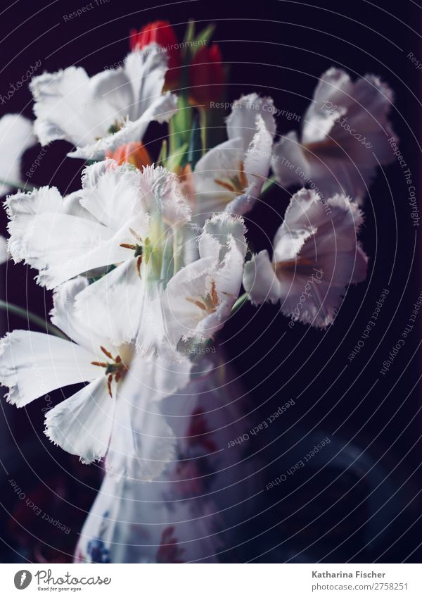 Double exposure white flowers tulips bouquet of flowers Art Work of art Plant Tulip Leaf Blossom Bouquet Blossoming Illuminate Esthetic Exceptional Exotic