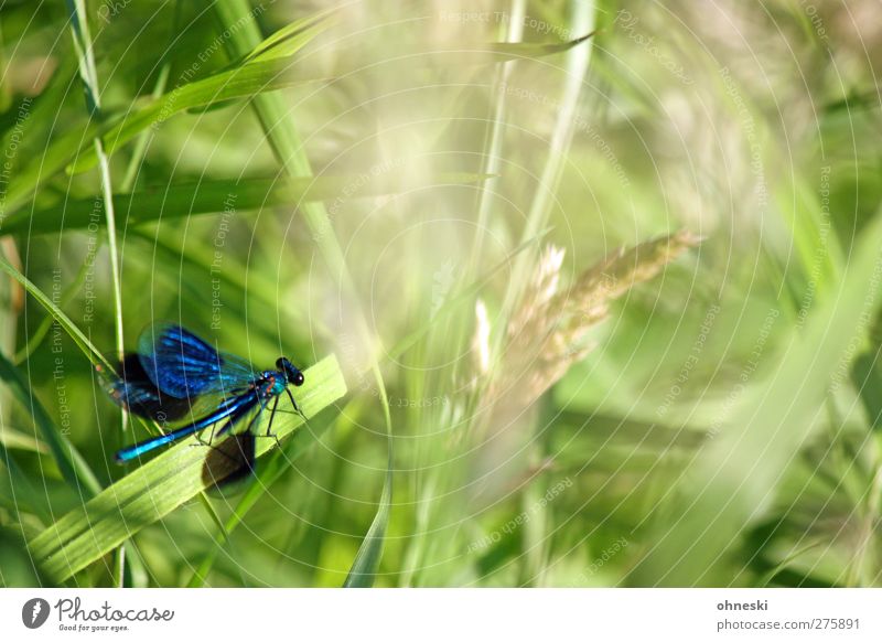 departure Animal Grass Wild animal Dragonfly Insect Dragonfly wings 1 Flying Wait Elegant Exotic Blue Green Turquoise Colour photo Multicoloured Exterior shot