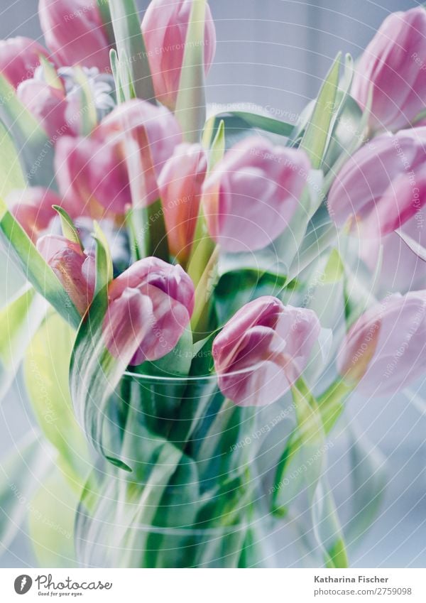 Double Exposure Tulip Bouquet Flowers Tulips Bouquet Painting and drawing (object) Nature Plant Spring Summer Autumn Winter Leaf Blossom Glass Blossoming