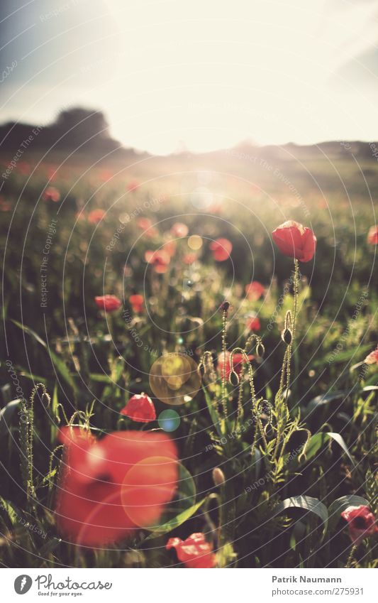 poppy seed macaw Environment Nature Landscape Plant Sky Clouds Sunrise Sunset Summer Climate change Beautiful weather Grass Bushes Blossom Agricultural crop