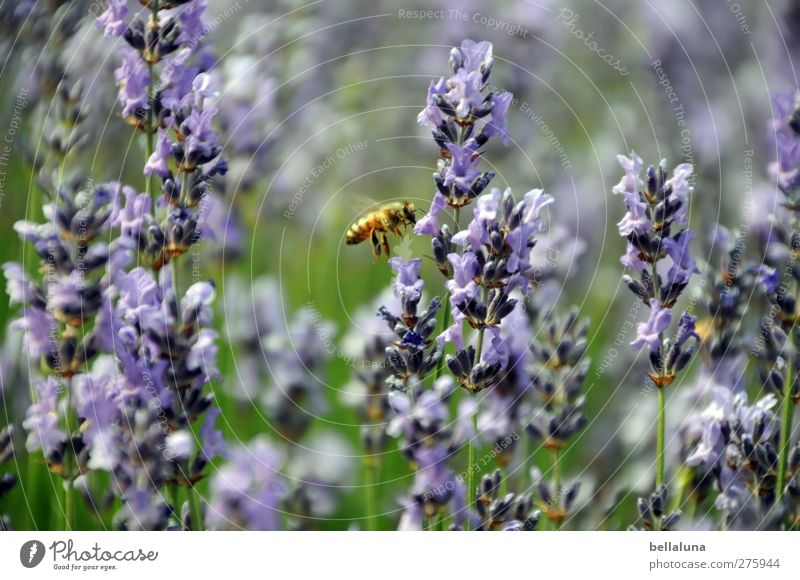Lavandula officinalis Nature Plant Animal Wild plant Garden Park Meadow Wild animal Bee 1 Flying Insect Lavender Lavender field Field Blossom Colour photo