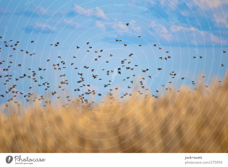 600 birds sent on their way Nature Sky Clouds Summer Grain Field Franconia Wild animal Bird Flock Movement Flying Together naturally Above Freedom Life