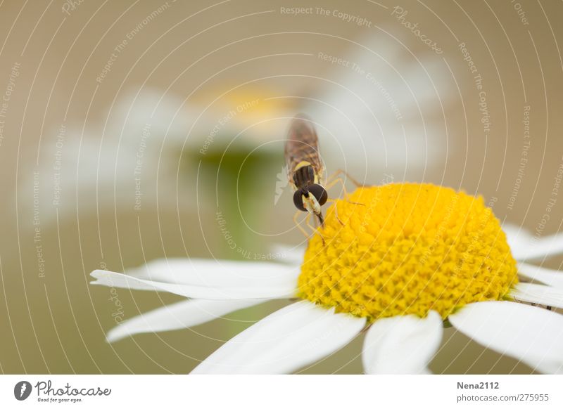 meal Nature Plant Animal Summer Flower Wild plant Meadow Field Fly 1 Blossoming Feeding Yellow Pollen Marguerite Chamomile Daisy Insect Colour photo