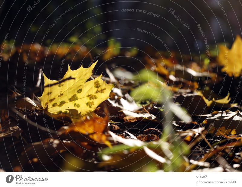 Autumn Environment Nature Sun Beautiful weather Plant Leaf Old Authentic Simple Brown Multicoloured Beginning Loneliness End Colour Autumnal Transience Summer