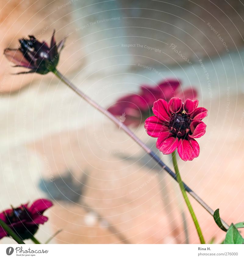 Chocolate flower III Flower Blossom Wall (barrier) Wall (building) Blossoming Cosmos chocolate flower Colour photo Exterior shot Deserted Light Shadow Sunlight