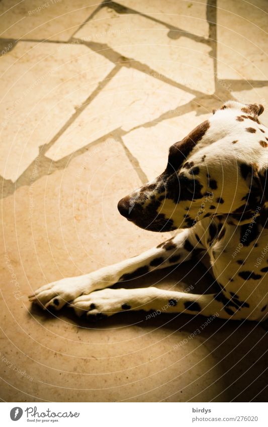 temporise Dog 1 Animal Lie Wait Esthetic Elegant Beautiful Warmth Trust Love of animals Watchfulness Calm Boredom Stone floor dots and lines Dappled Pelt Beige