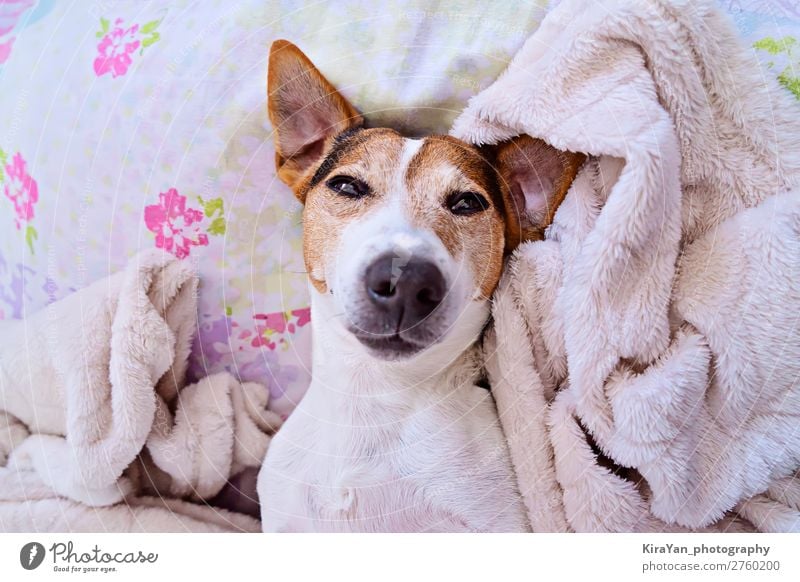 Cute sleepy muzzle of dog looking at camera Lifestyle Happy Face Playing Winter Bedroom Baby Adults Animal Pet Dog Smiling Sleep Dream Small Funny Pink White