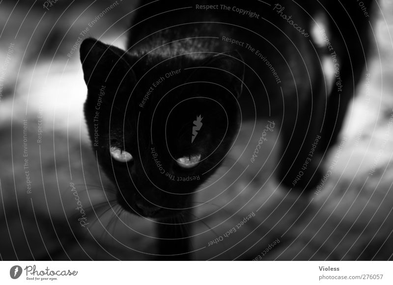 3 x black hangover Animal Pet Cat Animal face Pelt 1 Esthetic Elegant Determination Watchfulness Concentrate Creep Black & white photo Exterior shot Shadow