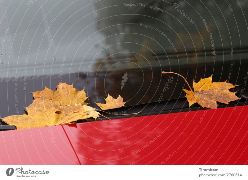 An Autumn Day in Germany Environment Leaf Maple leaf Vehicle Car Glass Metal Lie Gold Red Black Emotions Windscreen Colour photo Exterior shot Deserted Light