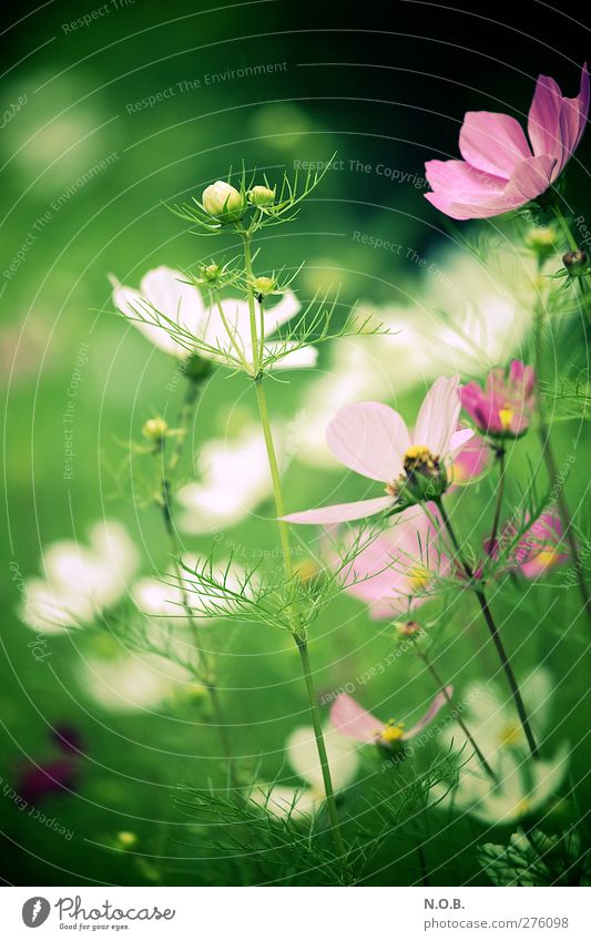 Summer on earth Nature Plant Flower Blossom Garden Park Meadow Fresh Healthy Natural Green Pink Happiness Joie de vivre (Vitality) Beautiful Happy
