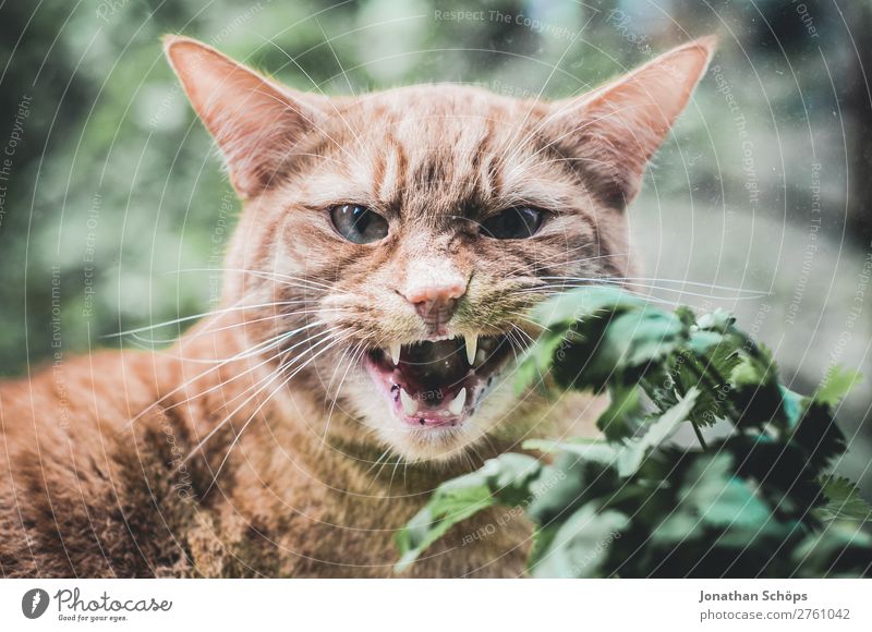 Cat hisses through the window Animal Pet Domestic cat Love of animals Cat's head Window Window pane Herbs and spices Window board Snarl Aggression Attack Teeth