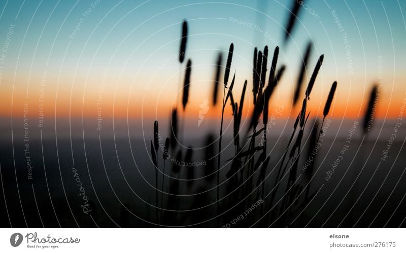 reed Nature Landscape Cloudless sky Night sky Horizon Sunrise Sunset Beautiful weather Plant Grass Bushes Wild plant Common Reed Meadow Field Bog Marsh Moody