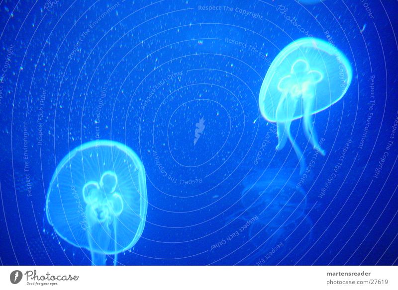 jelly Jellyfish Aquarium Back-light Underwater photo Blue