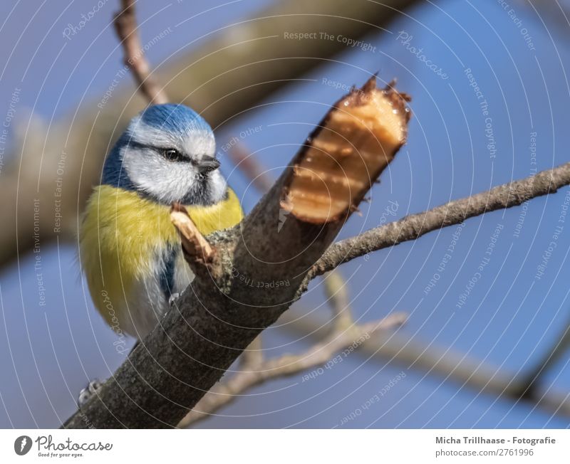 Blue tit on a branch Nature Animal Sky Cloudless sky Sunlight Beautiful weather Tree Twig Bird Animal face Wing Claw Tit mouse Beak Eyes Feather 1 Observe