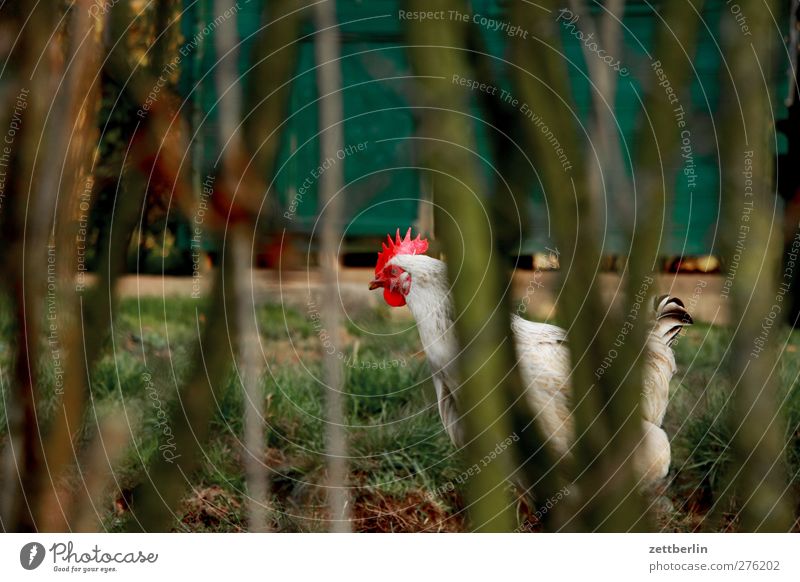 chicken Environment Nature Summer Autumn Garden Park Animal Farm animal Bird Animal face 1 Walking Barn fowl Free-roaming Organic produce Poultry farm