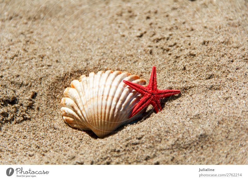 Shell and starfish on the sand Spa Summer Beach Ocean Sand Red Starfish clams sunny light Horizontal background seashells Sink Colour photo Multicoloured