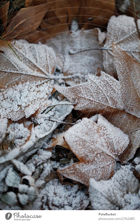 #A# winter leaves Environment Nature Esthetic Leaf Deciduous forest Leafless Frost Winter Winter forest Winter mood Winter's day Cold Colour photo
