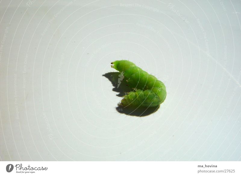 caterpillar02 Insect Green Sleep Caterpillar Shadow