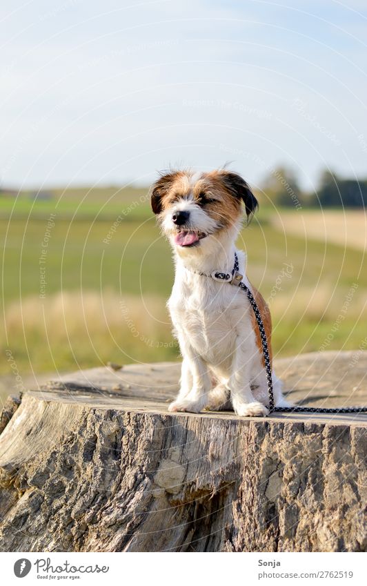 Small dog on a tree trunk Lifestyle Summer Sun Nature Landscape Sky Sunlight Beautiful weather Animal Pet Dog 1 Tree trunk Smiling Sit Happy Cute Contentment