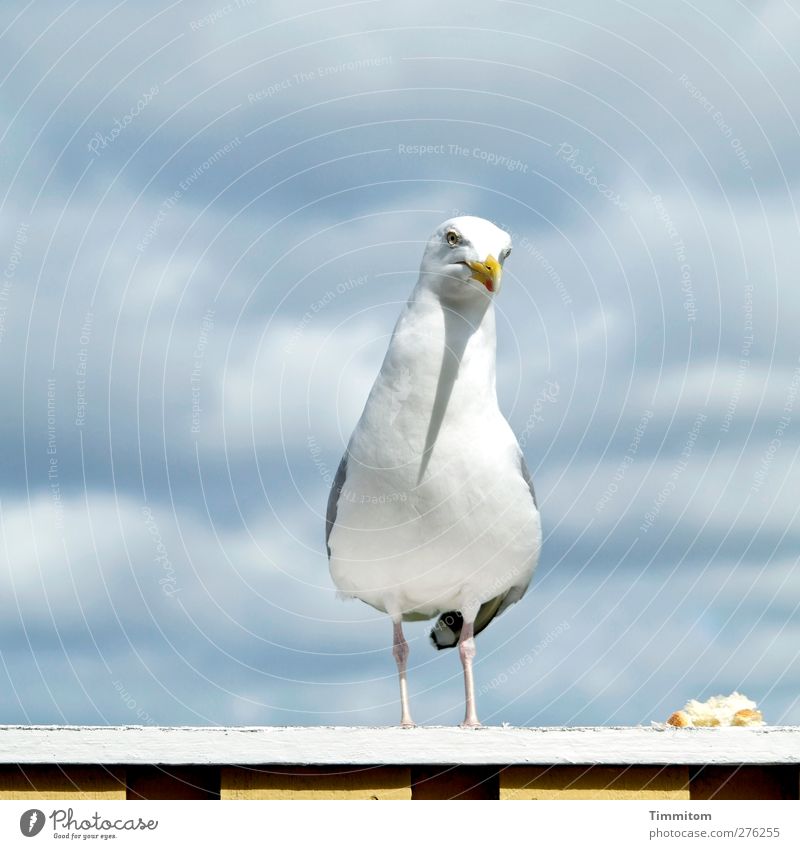 What's eating? Vacation & Travel Animal Denmark Terrace Wild animal Bird Seagull 1 Observe Looking Stand Simple Gray White Mistrust Nature Feeding Colour photo