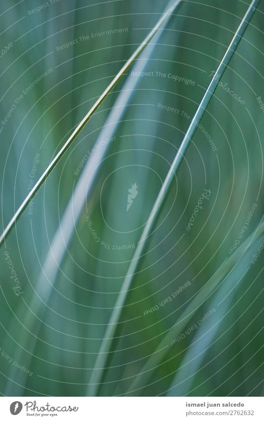 green leaves texture Plant Leaf Green Garden Floral Nature Decoration Abstract Consistency Fresh Exterior shot background Beauty Photography fragility spring