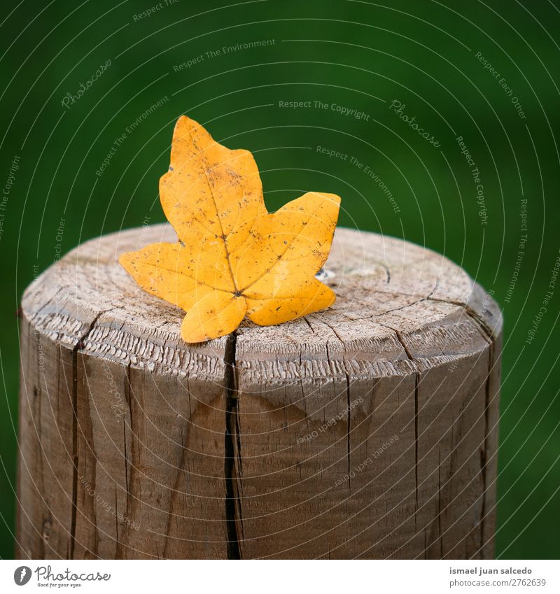 yellow leaf on the trunk Leaf Yellow Nature Abstract Consistency Exterior shot background Beauty Photography fragility Autumn fall Winter