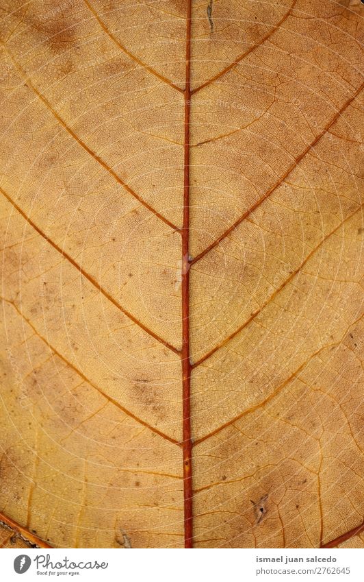 brown leaf texture Leaf Brown Nature Abstract Consistency Exterior shot background Beauty Photography fragility Autumn fall Winter