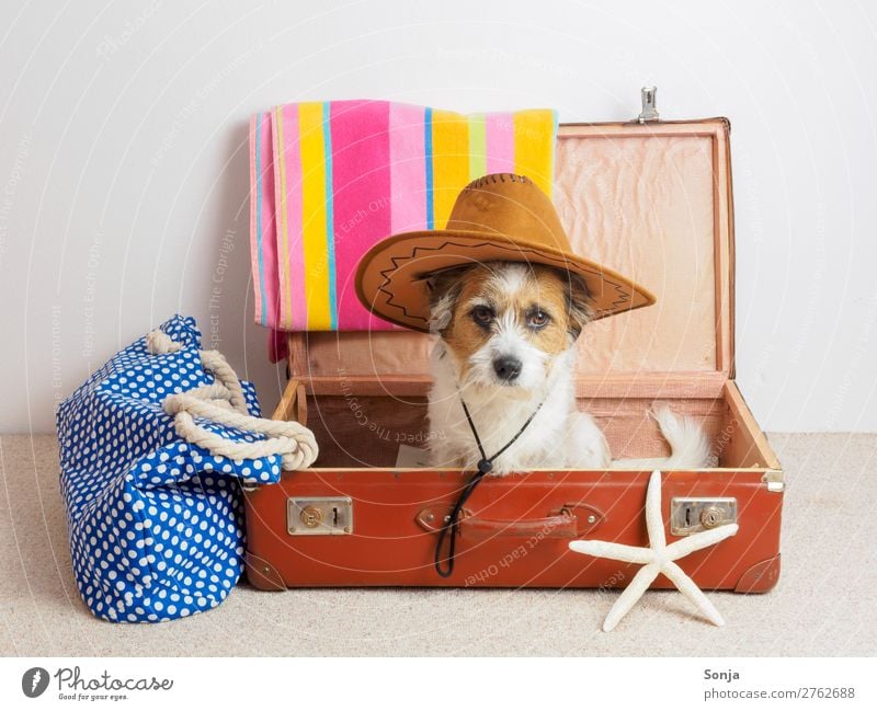 Dog with sun hat in a suitcase Vacation & Travel Far-off places Summer vacation Animal Pet 1 Suitcase Sunhat Starfish Beach bag Bath towel Looking Sit