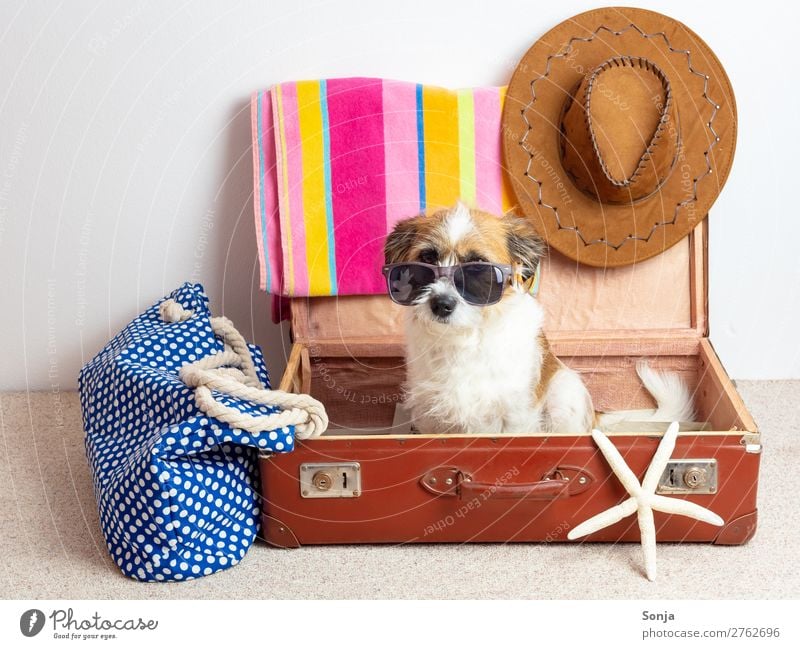 Dog with sunglasses in a suitcase Lifestyle Leisure and hobbies Vacation & Travel Tourism Far-off places Summer Summer vacation Sun Beach Ocean Bag Suitcase