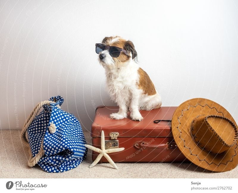 Dog on a suitcase Lifestyle Vacation & Travel Far-off places Summer vacation Hat Animal Pet 1 Suitcase Starfish Rudbeckia Beach bag Sit Maritime Anticipation