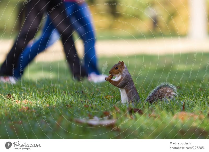 Squirrels in the park Human being Couple Legs 2 Autumn Grass Leaf Park Meadow Animal Wild animal Rodent Mammal 1 Going Hiking Cute Appetite Movement