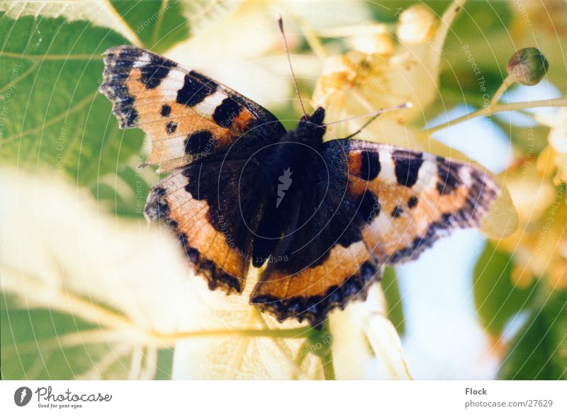 injured Little Fox Small tortoiseshell Butterfly Insect Spring butterflies