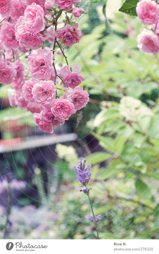 rain break Garden Summer Beautiful weather Flower Rose Lavender Blossoming Bright Natural Green Pink Joie de vivre (Vitality) Country life Colour photo