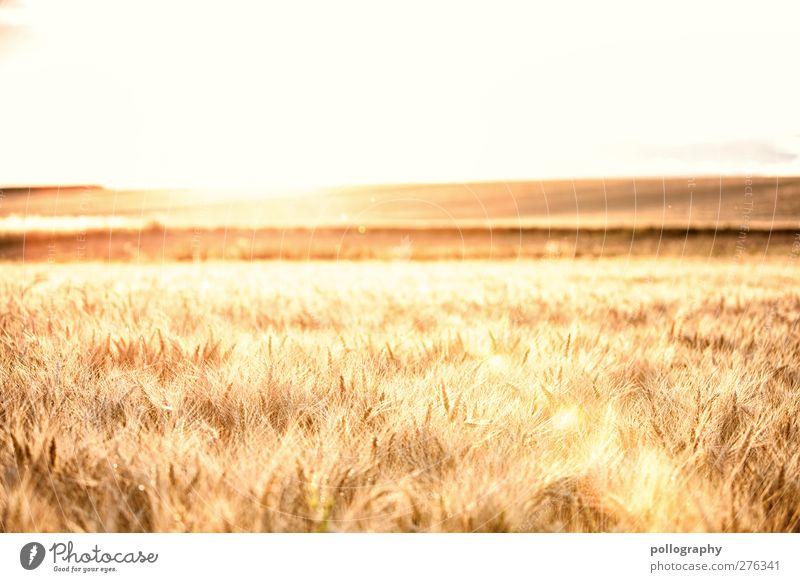 feel the nature (I) Trip Far-off places Freedom Summer Nature Landscape Plant Sky Cloudless sky Horizon Sun Autumn Beautiful weather Agricultural crop Grain