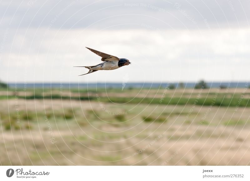low-flying aircraft Nature Landscape Sky Horizon Summer Field Bird 1 Animal Flying Brown Gray Green Black Swallow Colour photo Subdued colour Exterior shot
