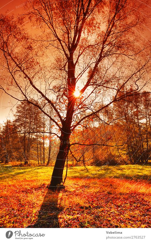 Sun in the autumn forest Nature Autumn Beautiful weather Tree Forest Brown Multicoloured Yellow Gold Green Orange Red Black Automn wood sunny Colour photo