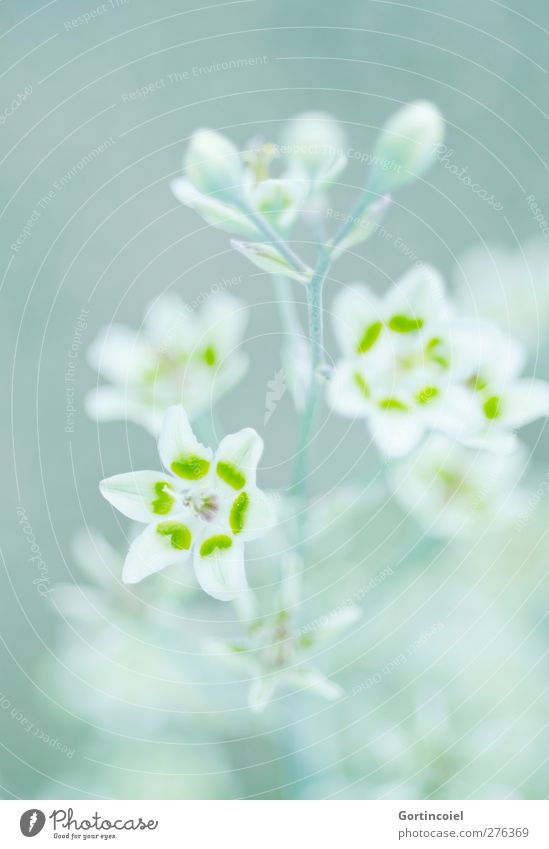 green white Environment Nature Plant Flower Blossom Green White Bud Blossom leave Decoration Beautiful Colour photo Subdued colour Close-up Detail