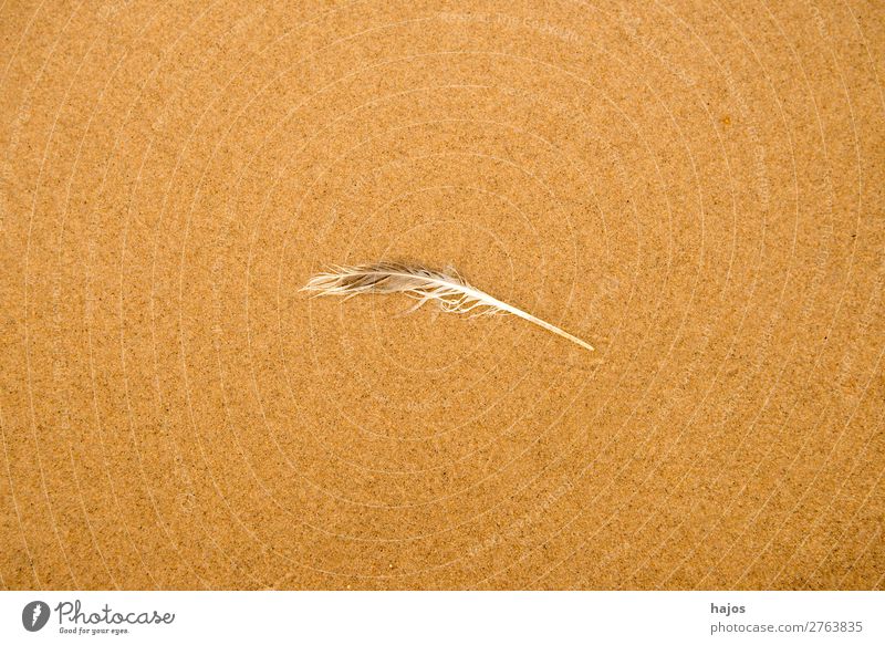 Feather on the beach Beach Nature Sand Bird Soft Brown Sandy beach gull feather Disheveled Doomed centred Fine Copy Space animal feather Colour photo